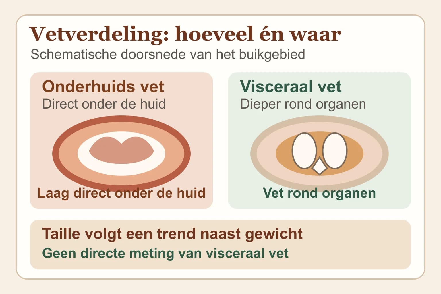 Uitlegillustratie die onderhuids vet direct onder de huid vergelijkt met visceraal vet dieper rond de organen en gewicht naast een tailletrend zet.